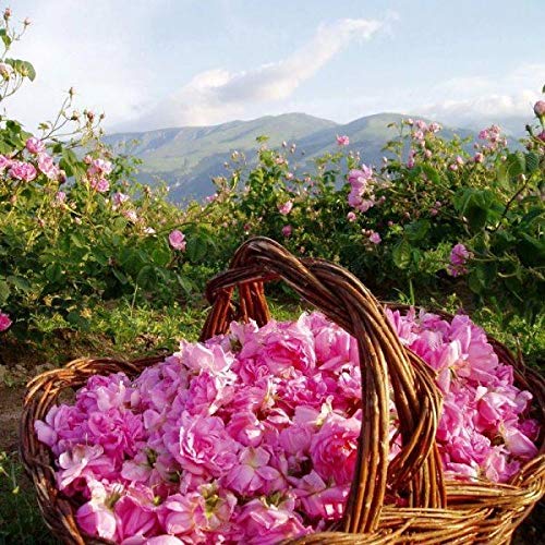 ROSE Hair Conditioner - with Natural Rose oil 6.7 oz